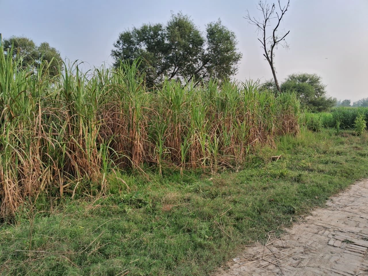 Sinkri Buzurg, Uttar Pradesh 246733, India