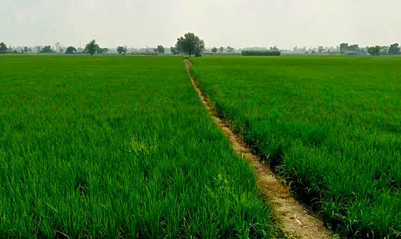 PG7P+J69, Simga - Kawardha Rd, Berla, Bemetara, Chhattisgarh 491335, India preview 2