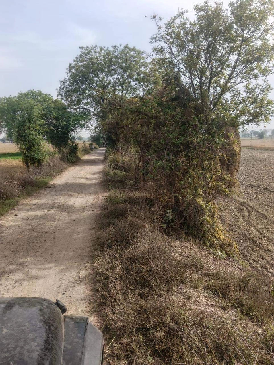JH8W+QRP, Hamirpur(HP), Bharthia, Uttar Pradesh 281406, India