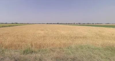 Gigasan, Gujarat 365640, India preview 3