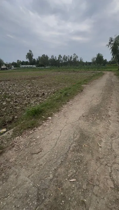 Chilkana, Saharanpur, Uttar Pradesh 247231, India preview 6