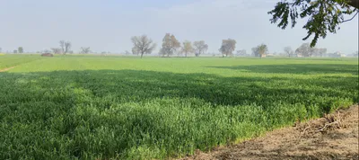 5WFV+J5C, Tarn Taran, Harike, Punjab 143412, India preview 2