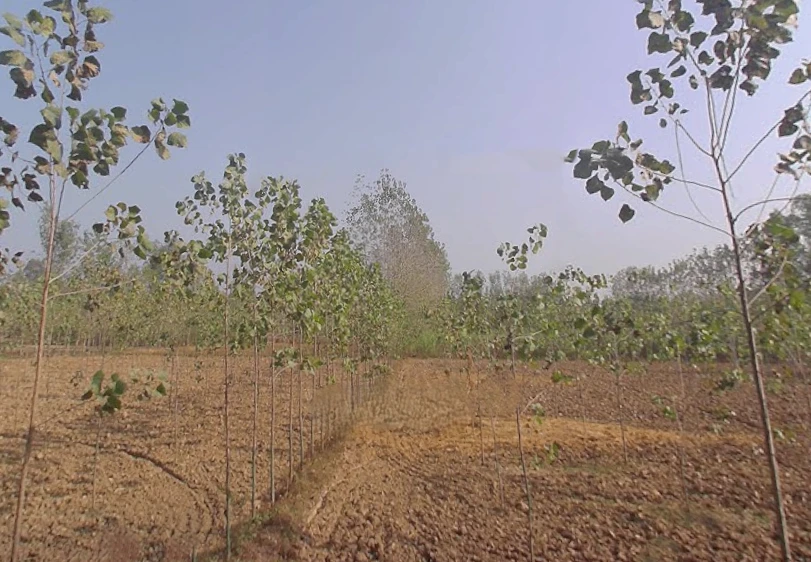 Kamalpur Aht., Uttar Pradesh 247662, India