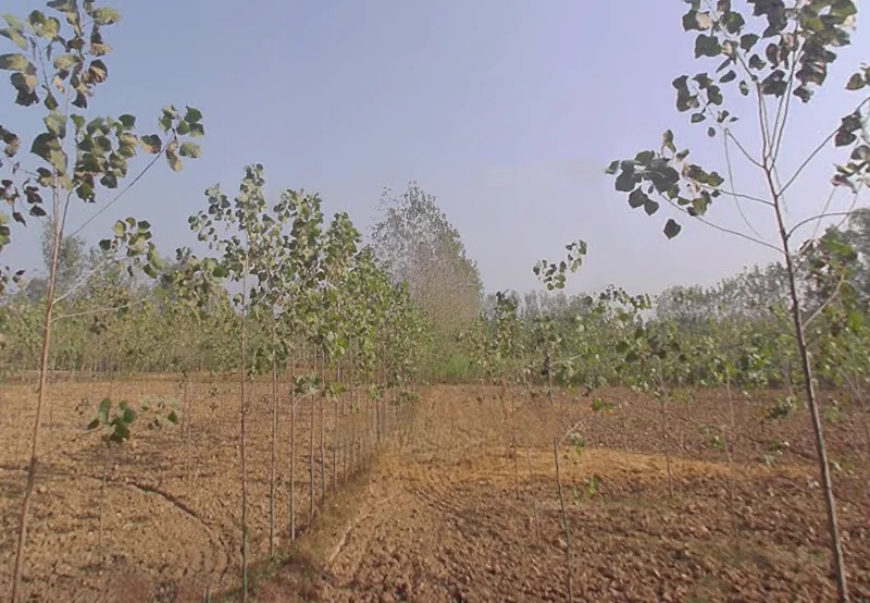 Kamalpur Aht., Uttar Pradesh 247662, India preview 2