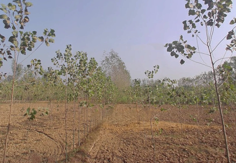 Kamalpur Aht., Uttar Pradesh 247662, India