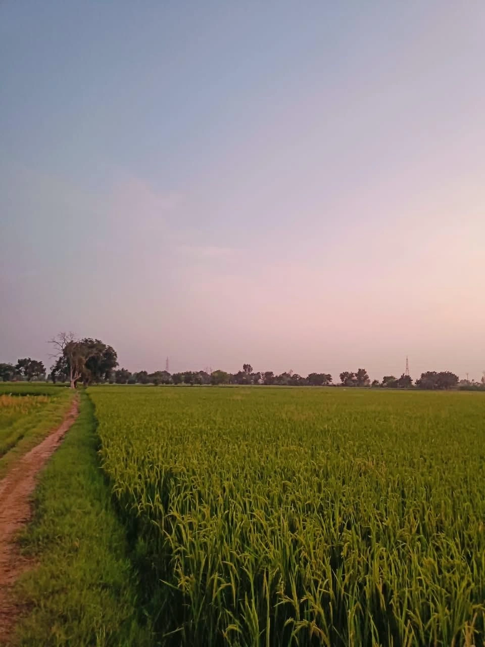 Bukharari, Mathura, Uttar Pradesh, India
