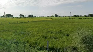 CJF2+4M5, Semra, Madhya Pradesh, India preview 2