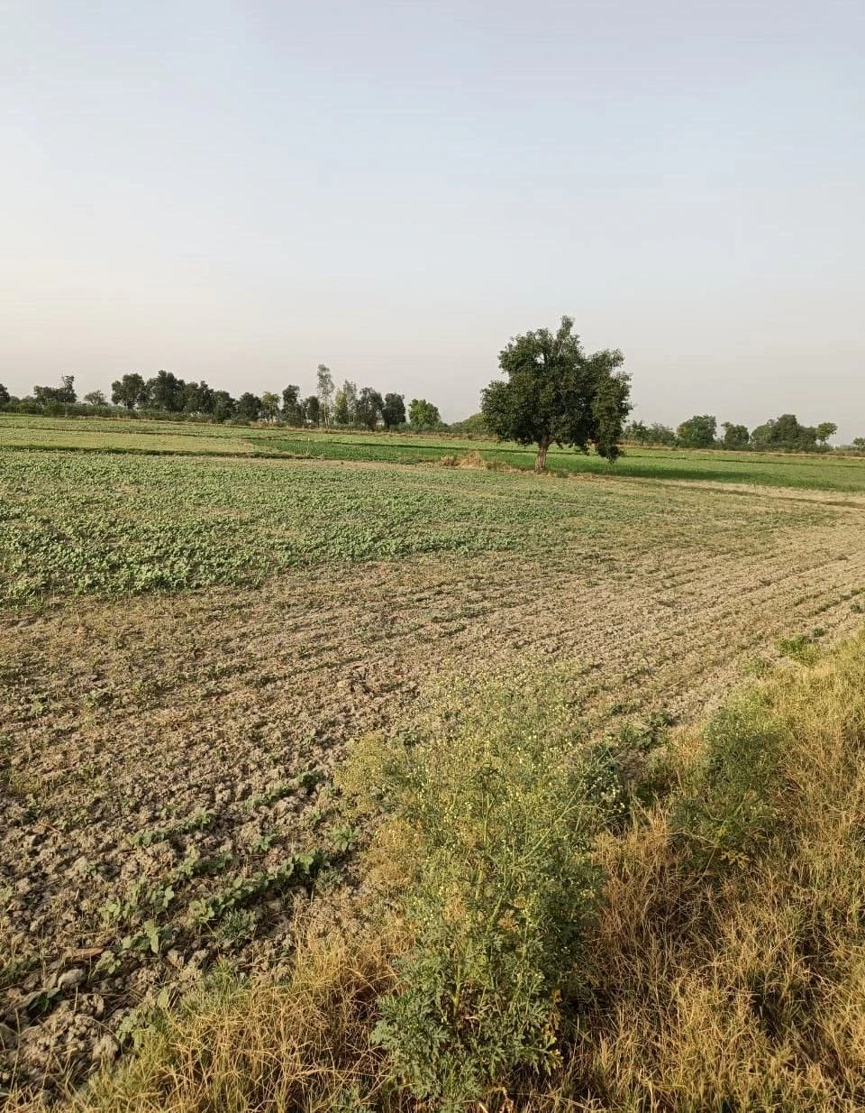 Rai Khera, Rajasthan, India