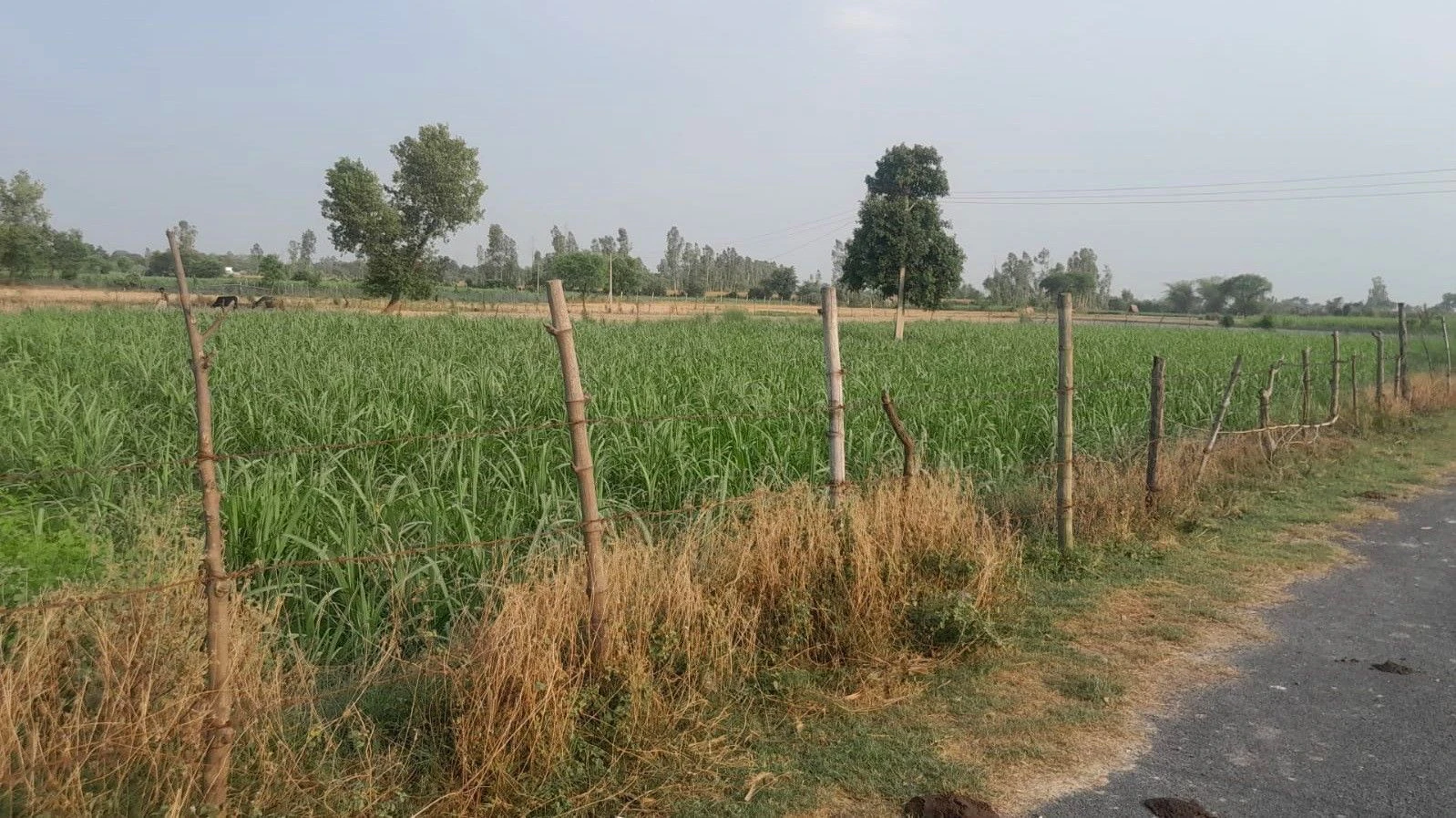 M6M8+CMR, Maheshpur, Rampur Sargha, Uttar Pradesh 224201, India