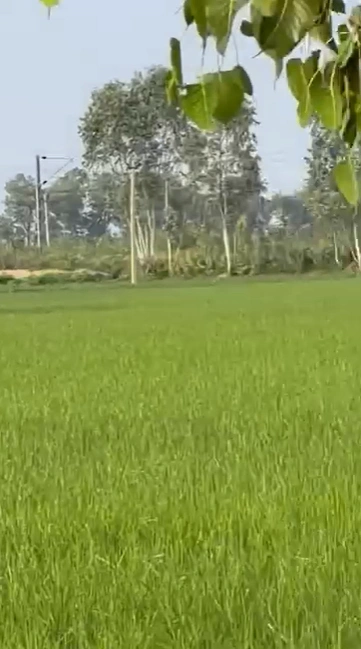 QPXH+35 Ismaila-B, Rohtak, Haryana, India