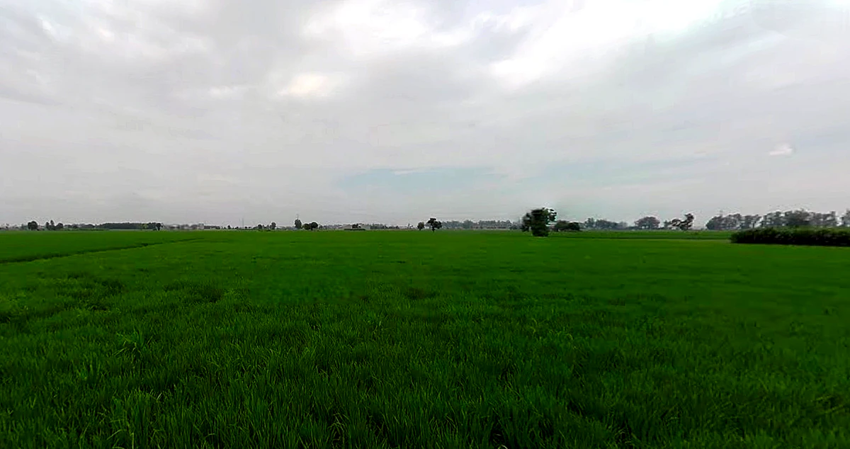 Morinda - Chunni Rd, Bhateri, Punjab, India