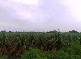 VG4G+M96, Painga, Uttar Pradesh 201204, India preview 2