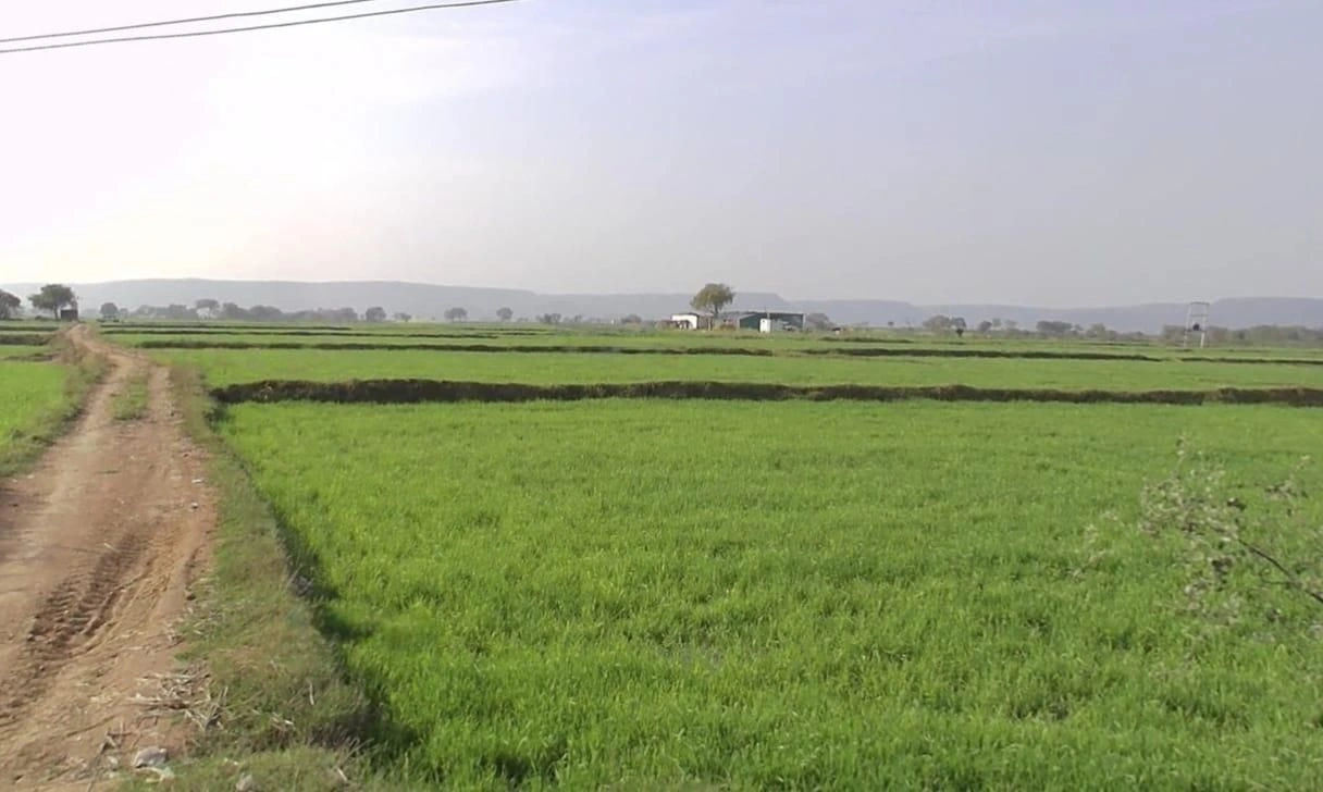 Zirnia, Madhya Pradesh 451332, India preview 3