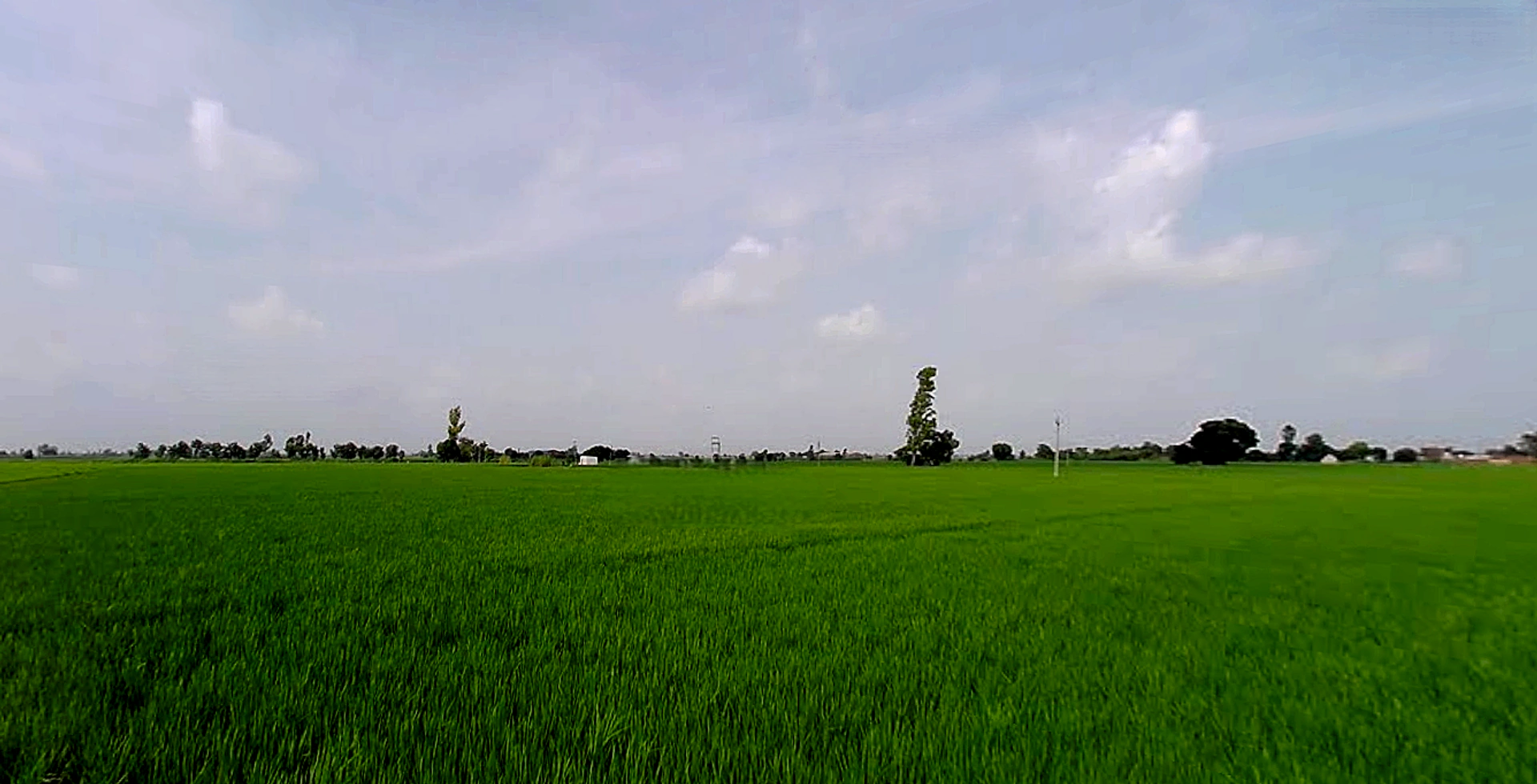 Rajpura, Punjab, India