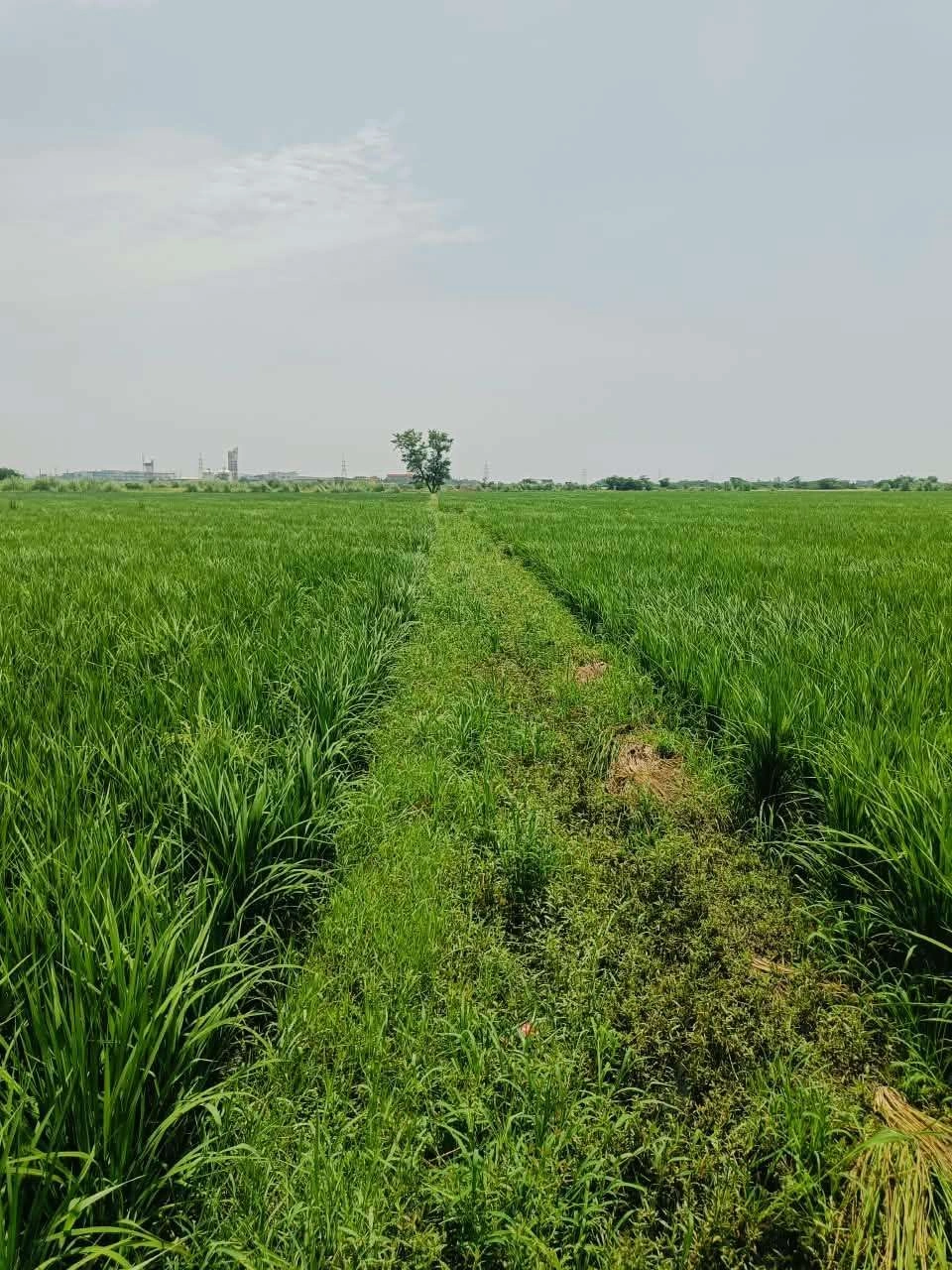 Nawali, Mathura, Uttar Pradesh, India