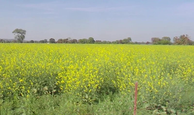 Gautampura, Madhya Pradesh 453220, India preview 3