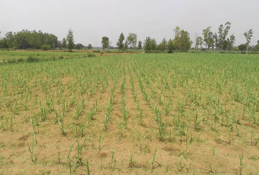 Asilpur, Uttar Pradesh, India