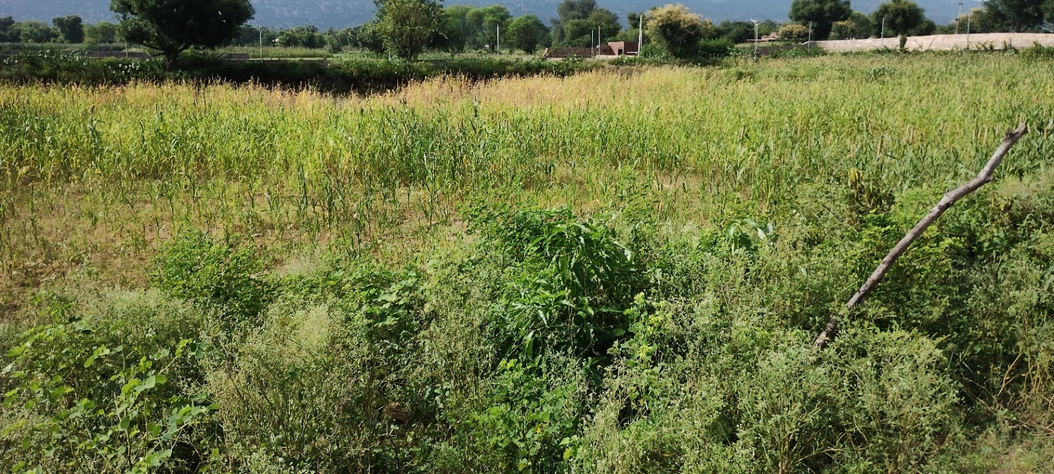 Dadhikar, Rajasthan 301001, India