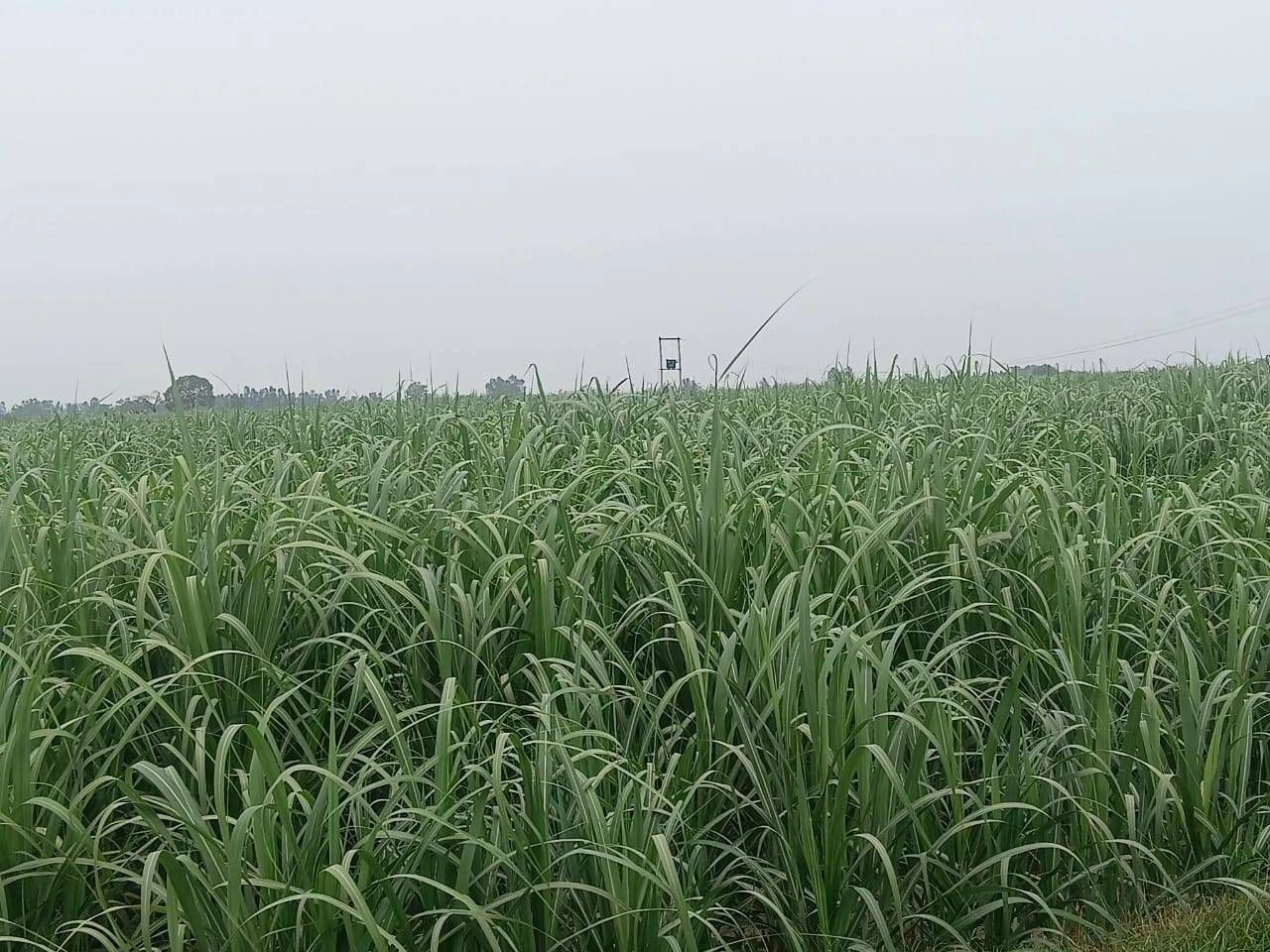 580, Jalilpur, Uttar Pradesh 246725, India