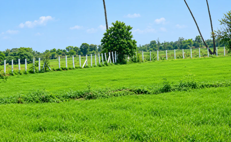 XF92+JR Chegunta, Medak, Telangana, India