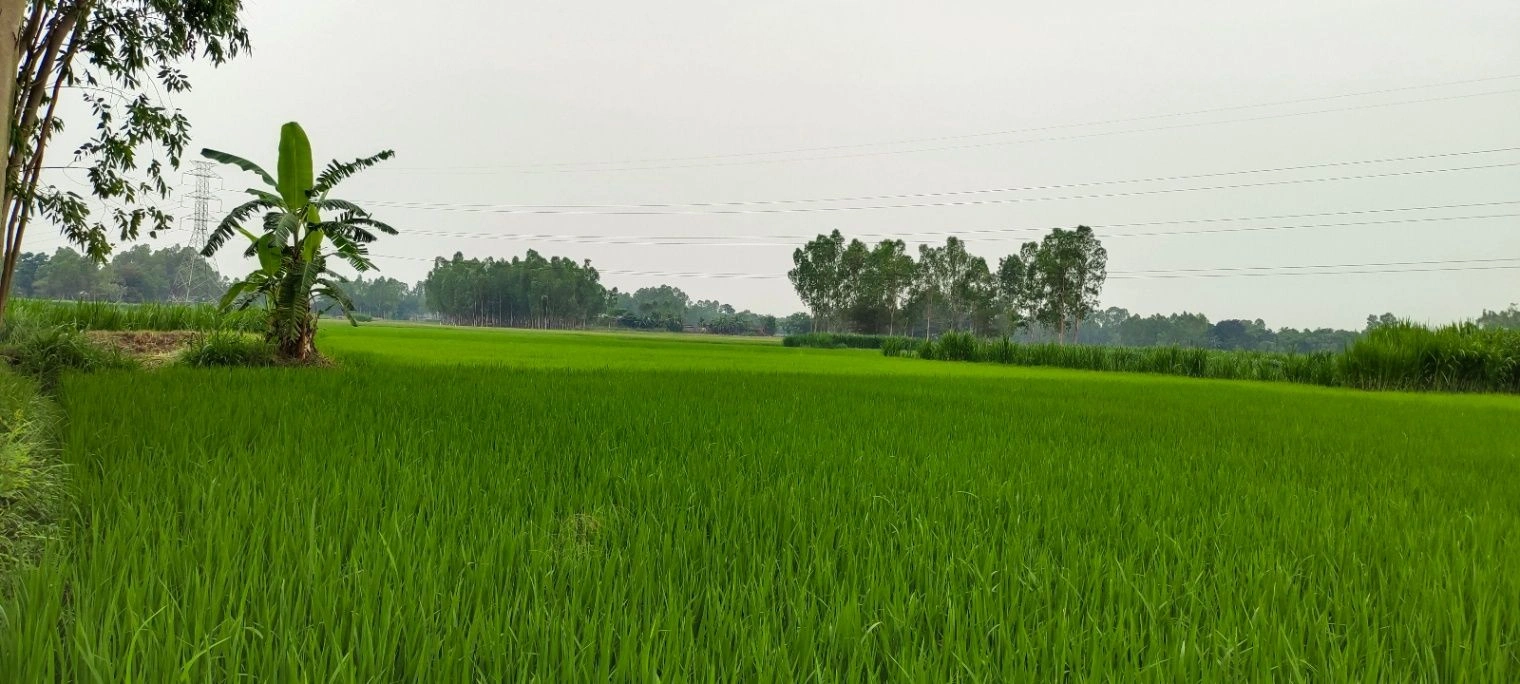3R7F+2HQ, Ramwasa, Madhya Pradesh, India