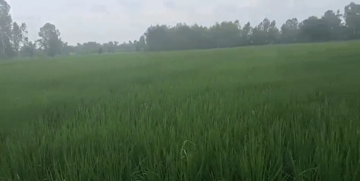 HCV3+R7 Dulheypur Aheer, Amroha, Uttar Pradesh, India