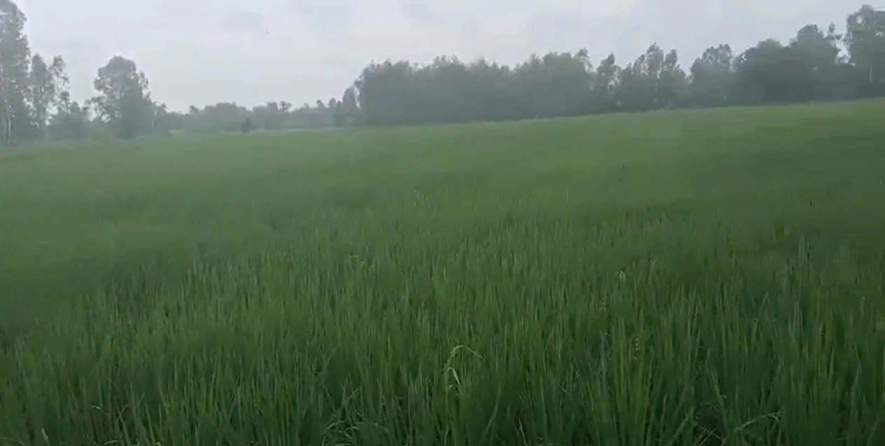 HCV3+R7 Dulheypur Aheer, Amroha, Uttar Pradesh, India - Photo 2