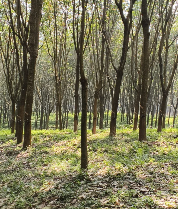 VGRV+C29, Kalladikode, Karimba South, Kerala 678596, India preview 2