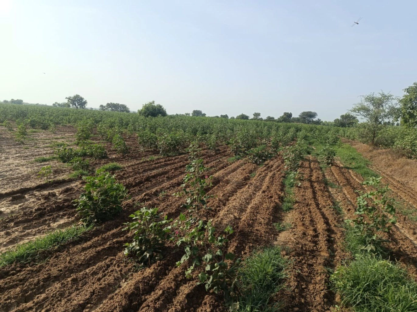 Adampur, Hisar, Haryana 125052, India