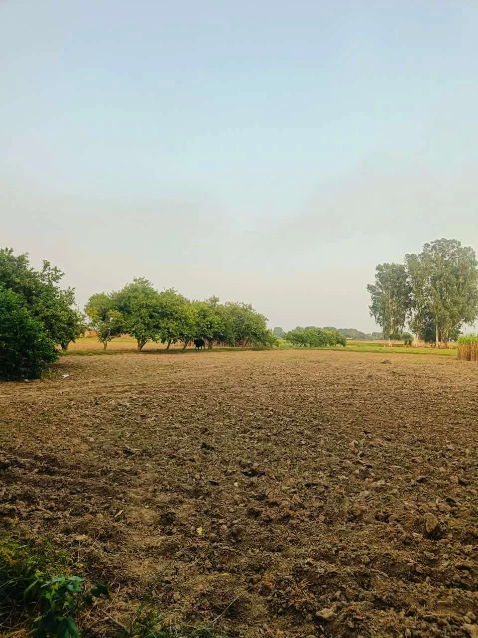 Bera, Mathura, Uttar Pradesh 281205, India - Photo 2