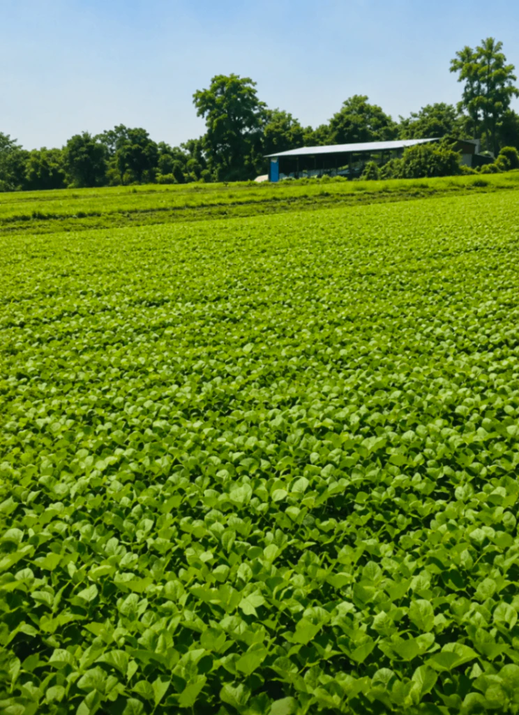 Kabrai, Mahoba, Uttar Pradesh 210424, India