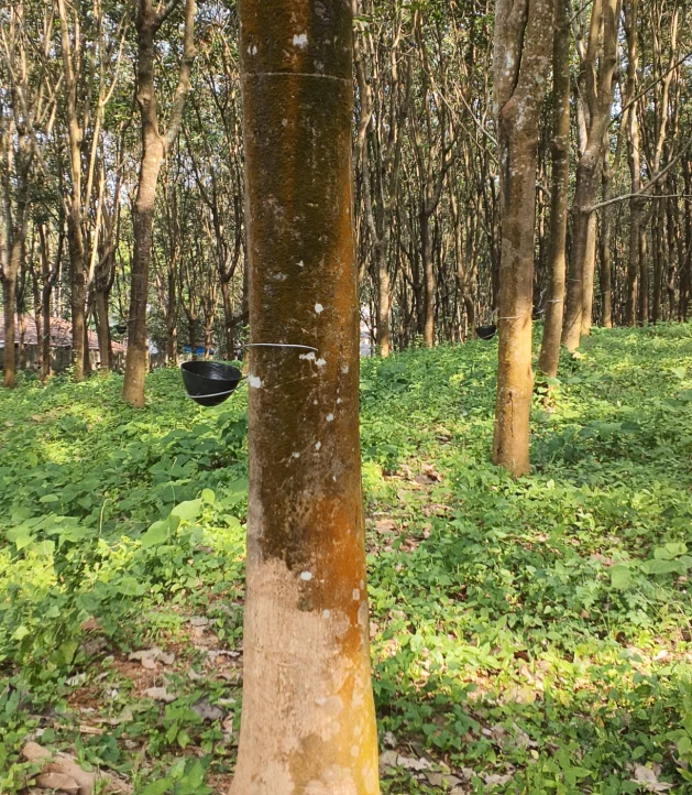 VGRV+C29, Kalladikode, Karimba South, Kerala 678596, India