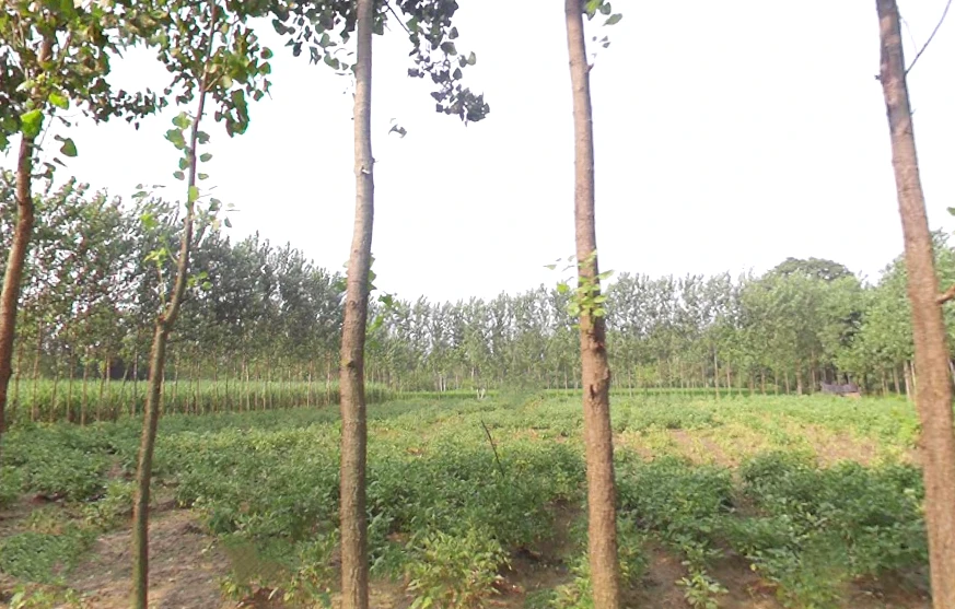 Satpura, Uttar Pradesh 247129, India