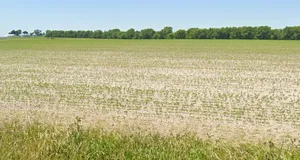 Basondi, Madhya Pradesh 475220, India preview 3