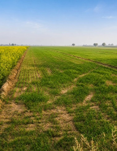 M9VG+33P, Hanumangarh, Lilanwali, Rajasthan 335065, India