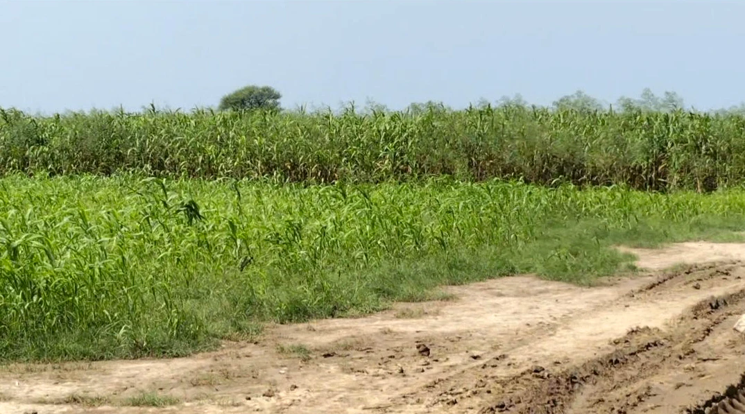 Hodal, Palwal, Haryana, India