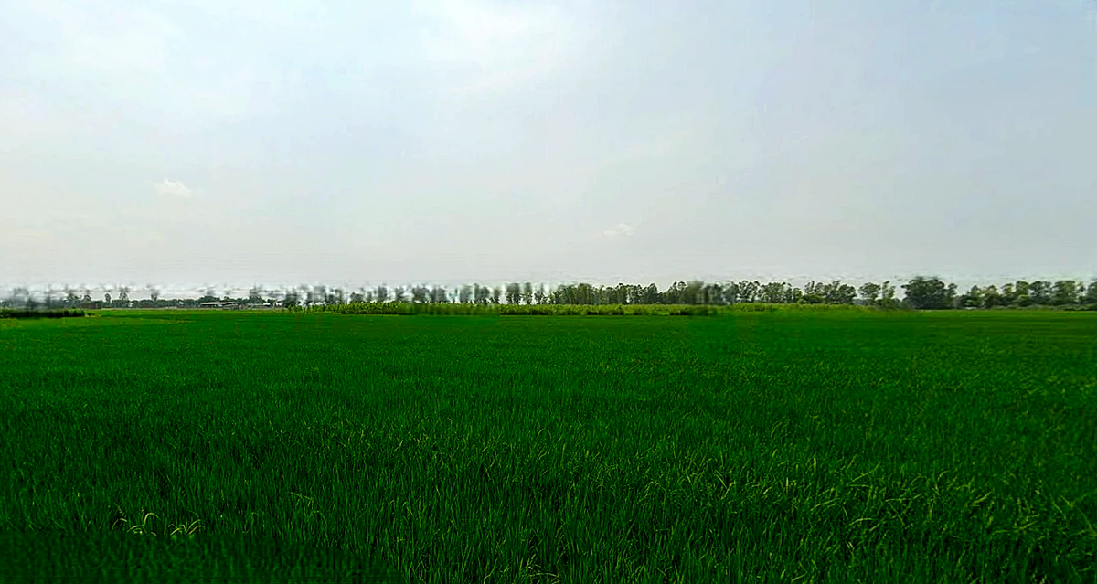 Morinda - Chunni Rd, Bhateri, Punjab, India