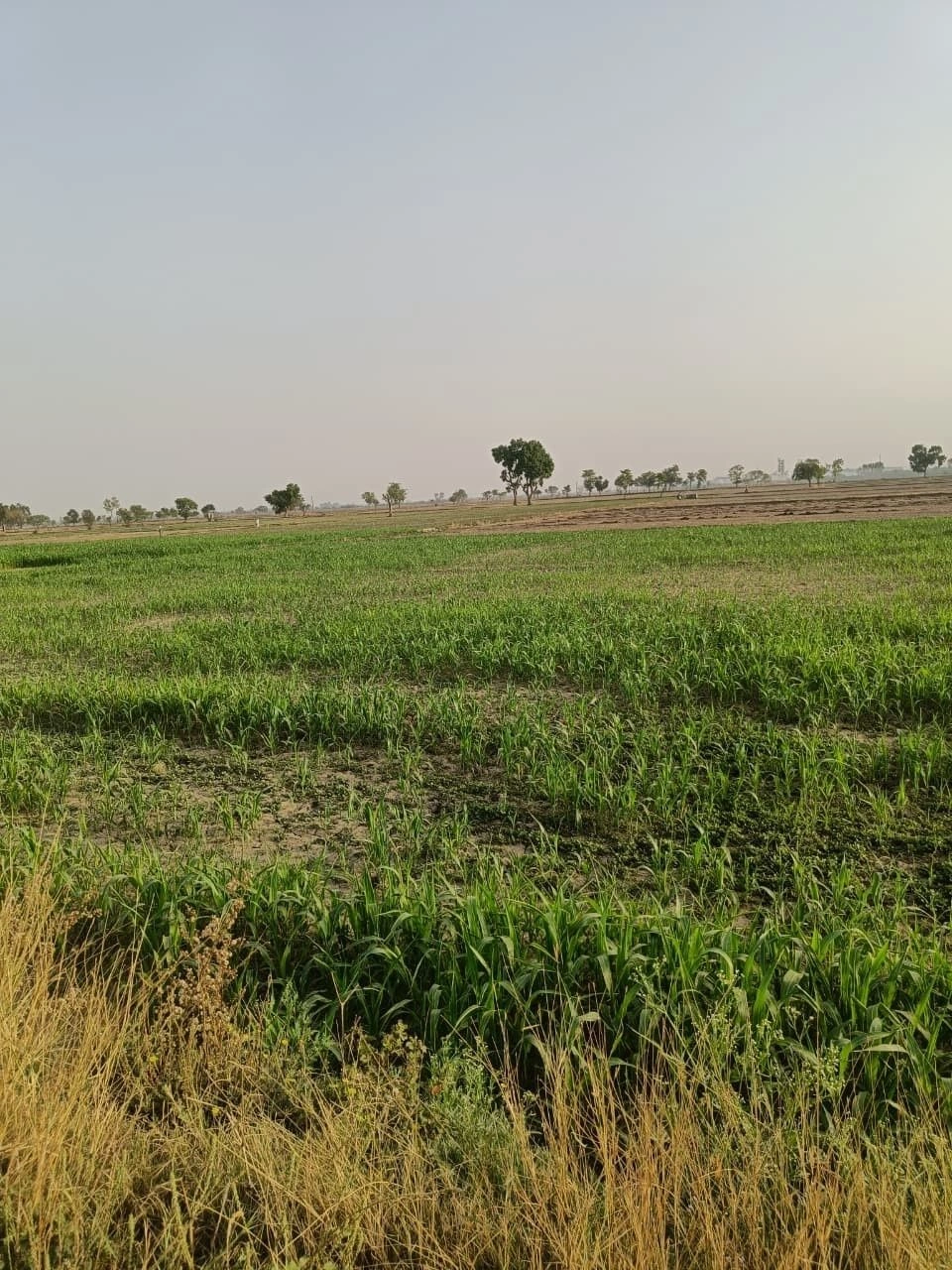 H2VJ+9V6, Jaipur, Vrindawanpura at Roopwas, Rajasthan, India