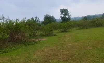 Kachhibaroda, Dhar, Madhya Pradesh, India preview 2