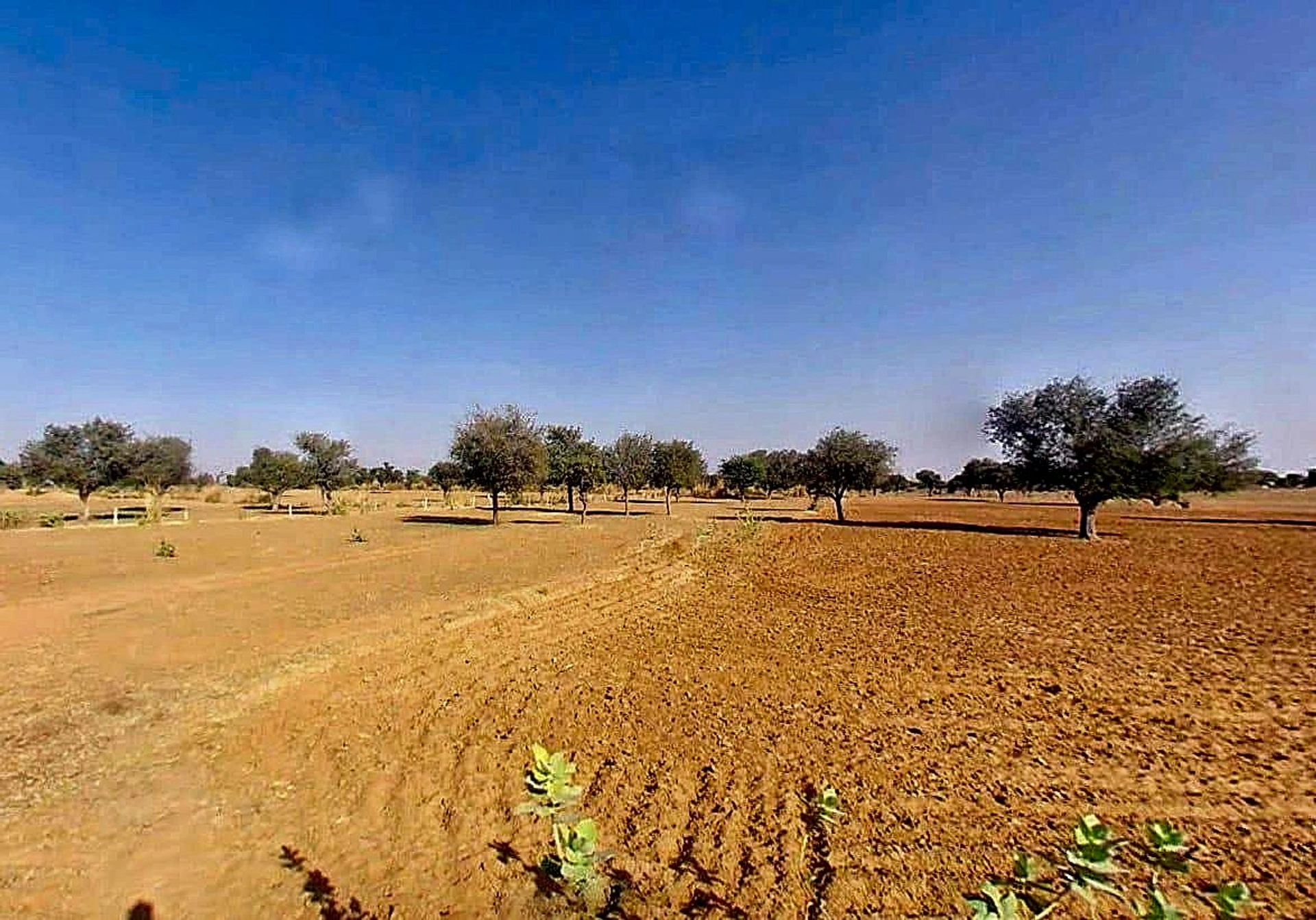 Dhani Boraj, Rajasthan 303328, India