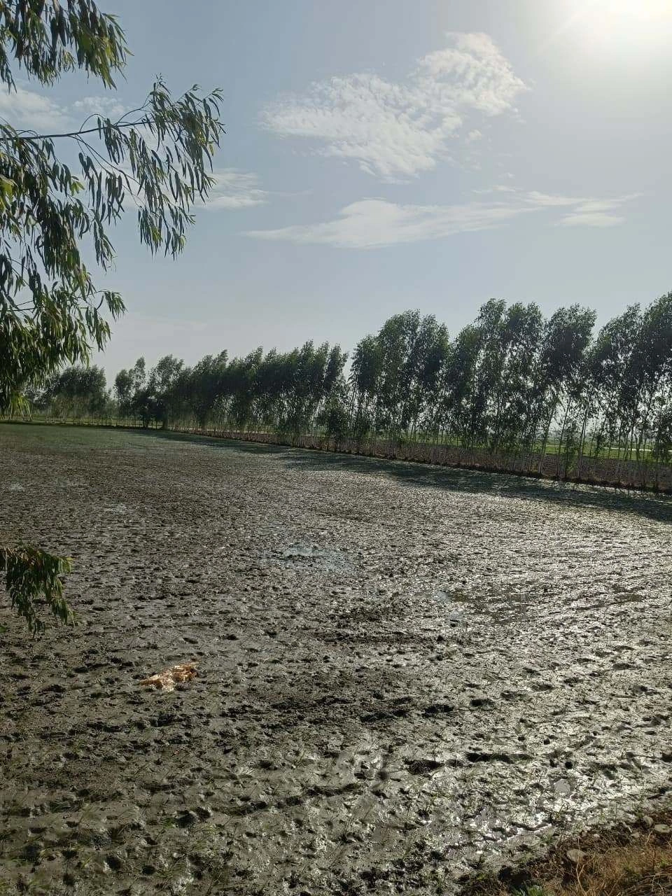 Gauhari, Uttar Pradesh 281401, India