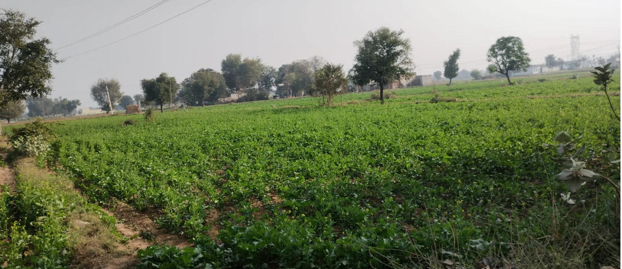 Garhshankar, Punjab 144527, India