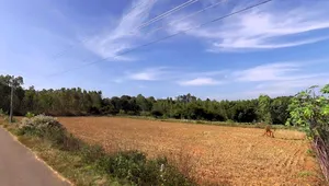 Sira, Karnataka 572137, India preview 2