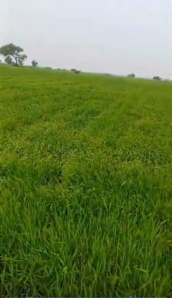 Billowa, Gwalior, Madhya Pradesh 475001, India preview 3