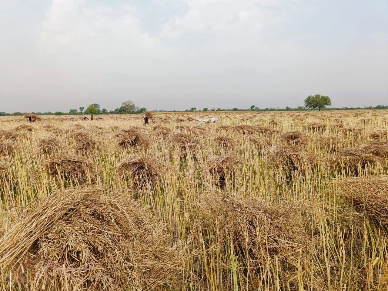 Gharwari, Rajasthan 321201, India