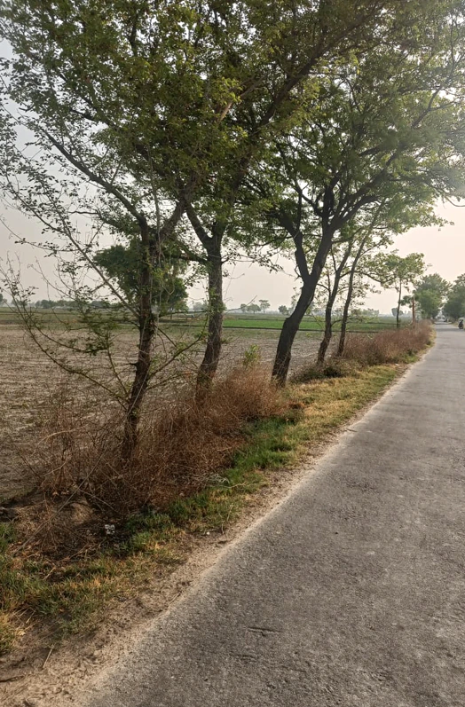 Maina, Rohtak, Haryana, India - Photo 3