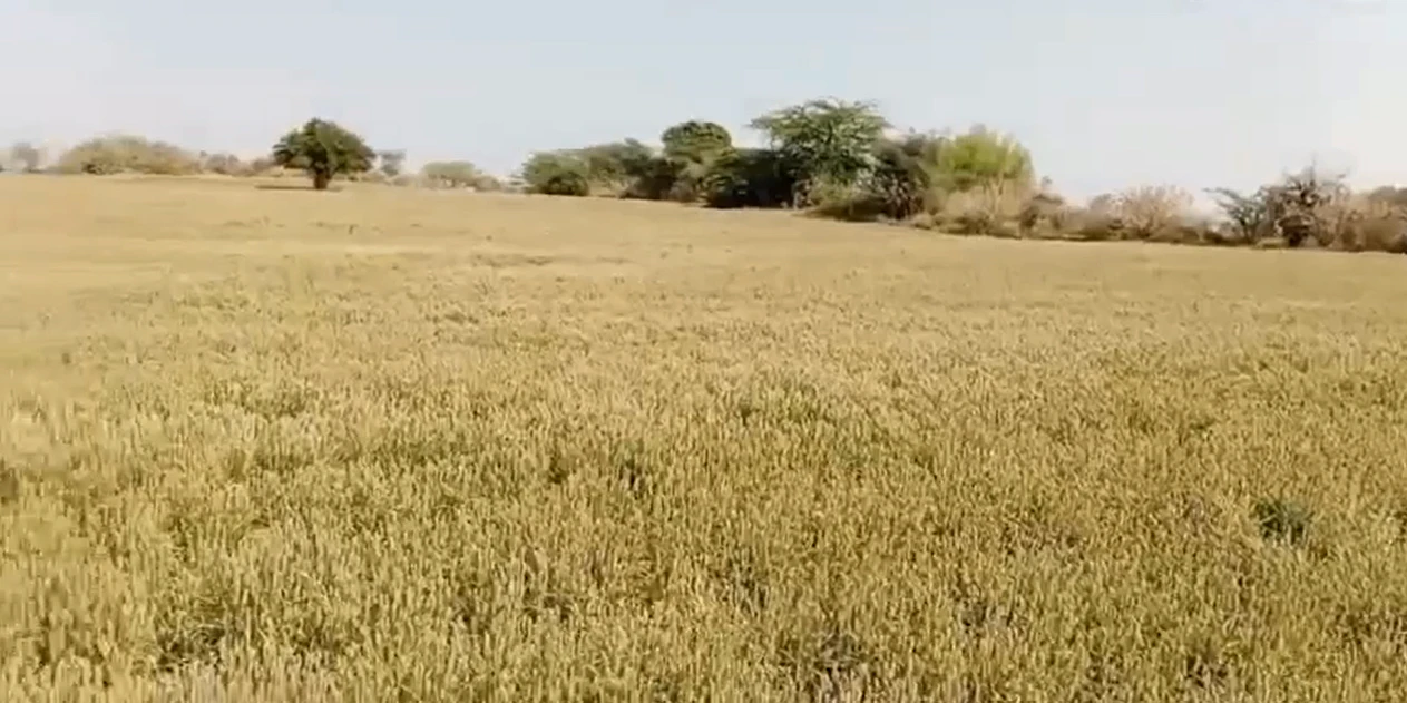GQ5M+V28, Ballah, Haryana 132040, India