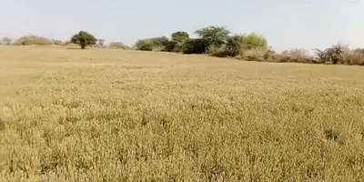 GQ5M+V28, Ballah, Haryana 132040, India preview 3