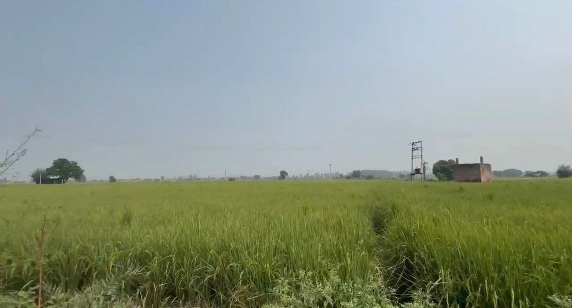 Dhodpur, Samalkha, Panipat, Haryana, India