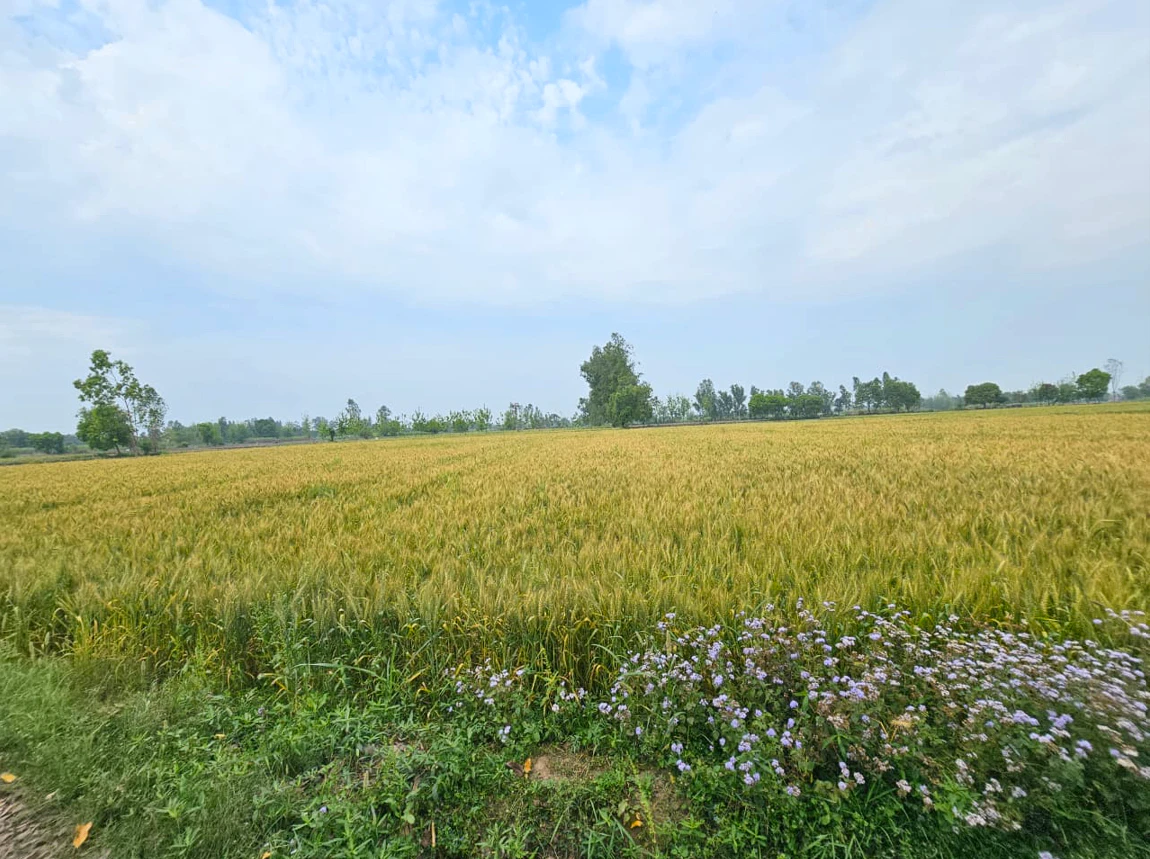5Q3V+237, Nandrampur Bass, Haryana 123106, India
